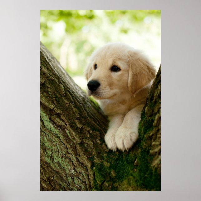 Labrador Puppy Sitta i en trädbeläggning Poster (Framsidan)