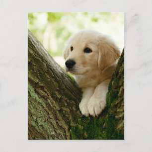 Labrador Puppy Sitta i en trädbeläggning Vykort