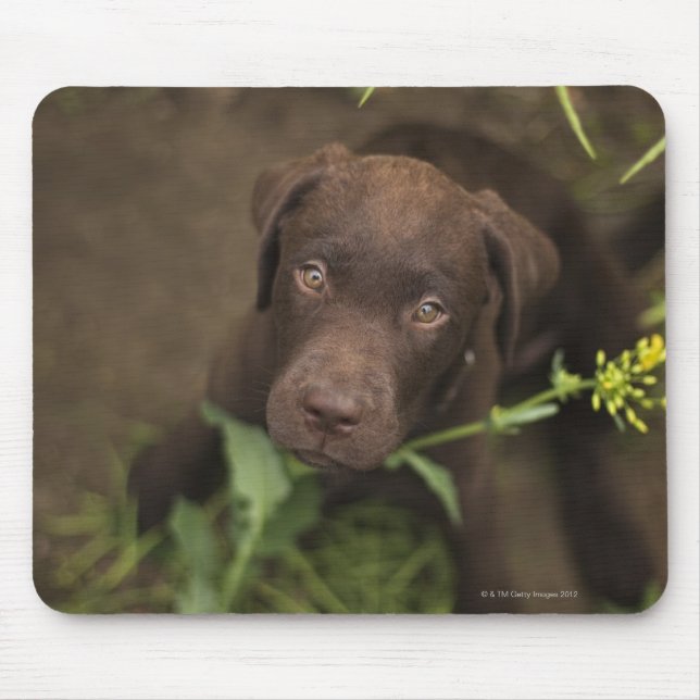 Labrador puppy sitta på gräs musmatta (Framsidan)