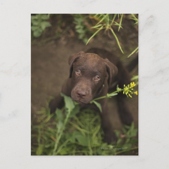 Labrador puppy sitta på gräs vykort (Framsida)