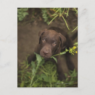 Labrador puppy sitta på gräs vykort