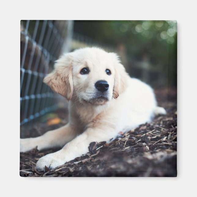 Labrador Puppy spelar i trädgården Magnet (Framsidan)