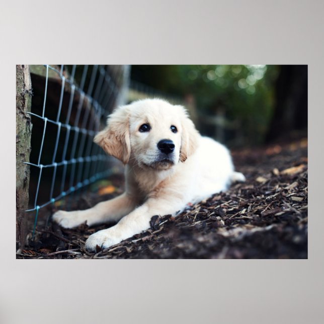 Labrador Puppy spelar i trädgården Poster (Framsidan)