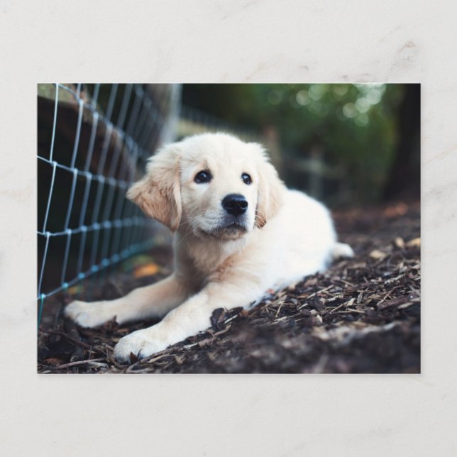 Labrador Puppy spelar i trädgården Vykort (Framsida)