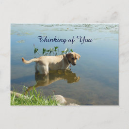 Labrador Reflektion tänker på dig Vykort