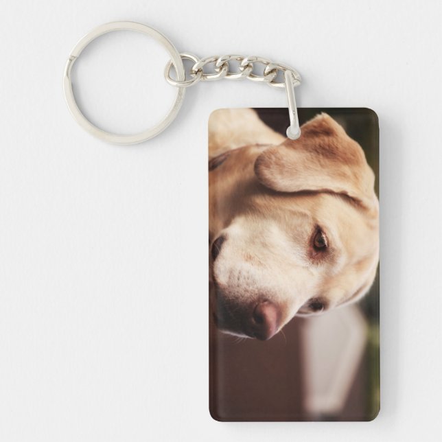 Labrador Retriever (Framsidan)