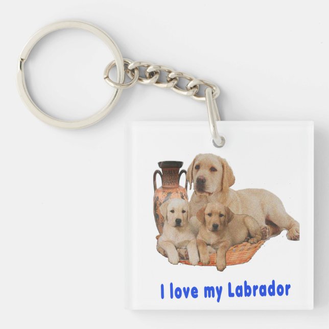 Labrador Retriever (Framsidan)