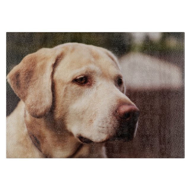 Labrador Retriever (Framsidan)