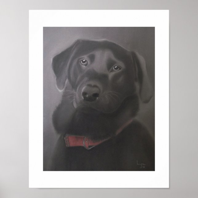 Labrador Retriever 11 x 14 Poster (Framsidan)