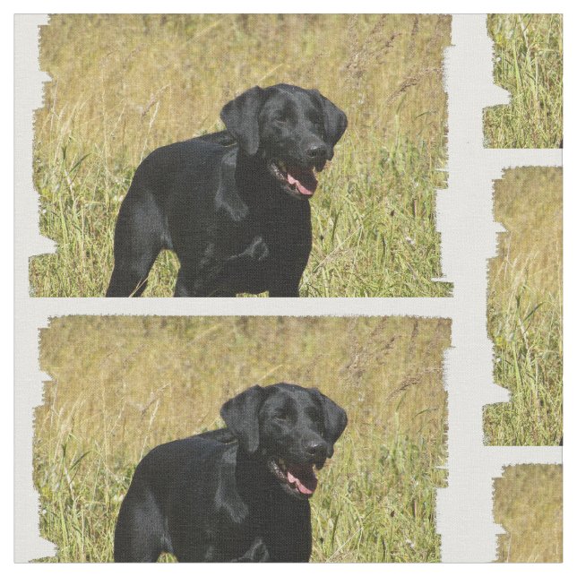 labrador-retriever-25.jpg tyg (Närbild)