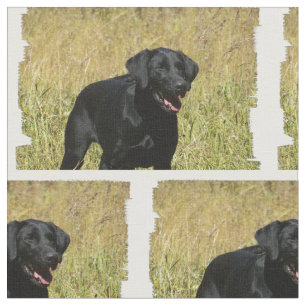 labrador-retriever-25.jpg tyg
