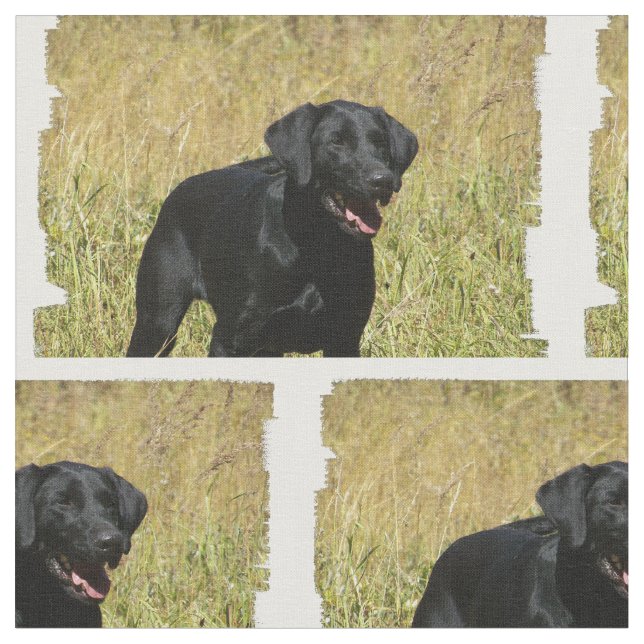 labrador-retriever-25.jpg tyg (Närbild)