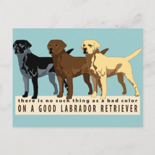 Labrador Retriever 3 färg Vykort