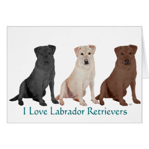 Labrador Retriever - 3 färger att älska Hälsningskort