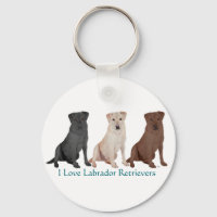 Labrador Retriever - 3 färger att älska