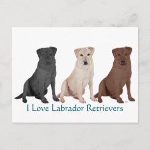 Labrador Retriever - 3 färger att älska Vykort