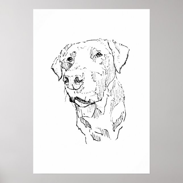 Labrador Retriever Affischkonst, Väggtryck Poster (Framsidan)