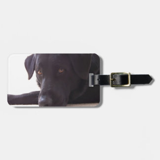 labrador retriever bagagebricka