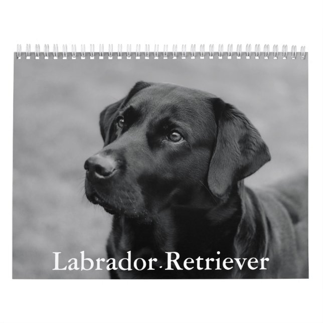 Labrador Retriever Calendar Kalender (Omslag)