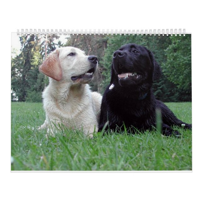 Labrador Retriever Calender Kalender (Omslag)
