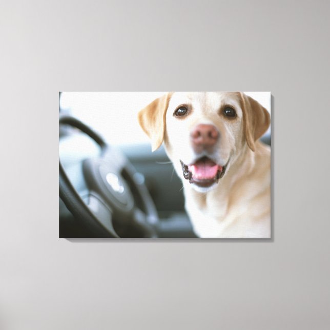 Labrador Retriever Canvastryck (Framsida)