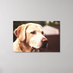 Labrador Retriever Canvastryck