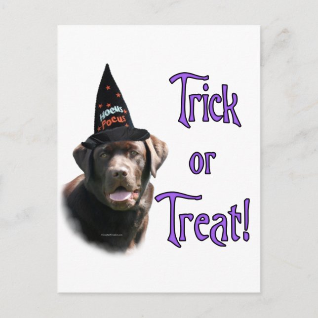 Labrador Retriever (choklad) Trick Vykort (Framsida)
