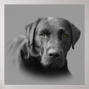 Labrador Retriever Fantastisk Skriv ut Poster