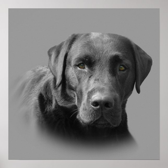 Labrador Retriever Fantastisk Skriv ut Poster (Framsidan)