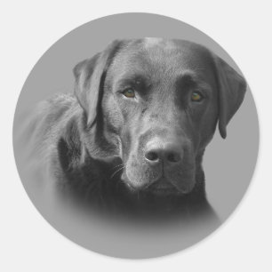 Labrador Retriever Fantastisk Sticker Runt Klistermärke