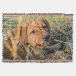 Labrador Retriever Filt