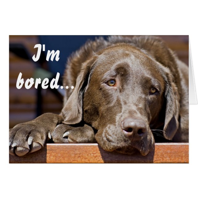 Labrador Retriever Foto Läkning Mall Hälsningskort (Framsidan Horizontal)
