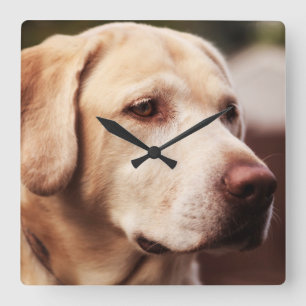 Labrador Retriever Fyrkantig Klocka