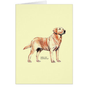 Labrador Retriever Hälsningskort