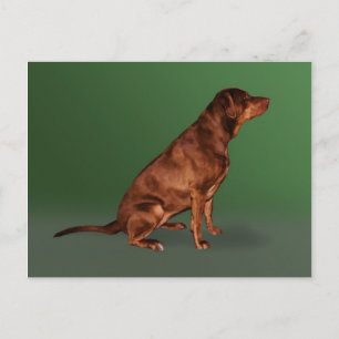 Labrador Retriever Hund-vykort Vykort