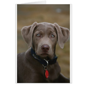 Labrador Retriever i Sällsynt Light Silver Hälsningskort