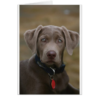 Labrador Retriever i Sällsynt Light Silver Hälsningskort