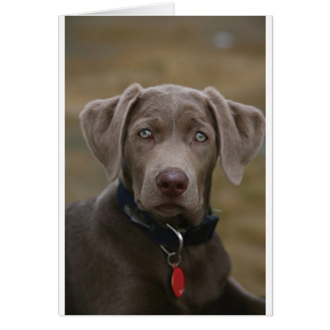 Labrador Retriever i Sällsynt Light Silver Hälsningskort (Framsidan)