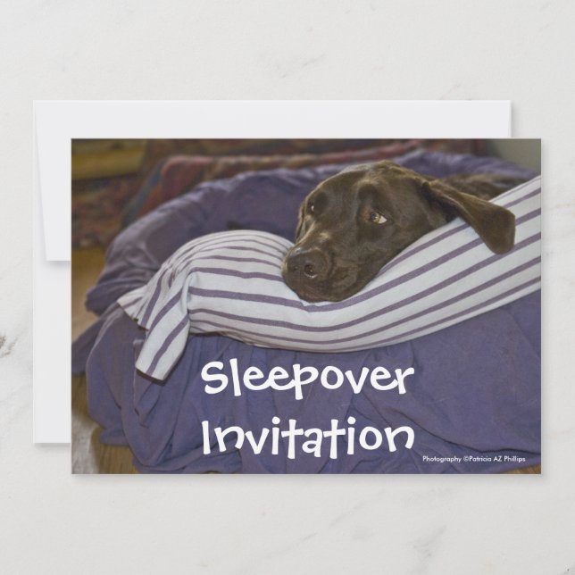 Labrador Retriever i säng Inbjudningar (Framsida)