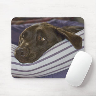 Labrador Retriever i säng Musmatta