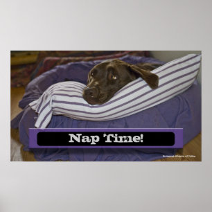 Labrador Retriever i säng Poster