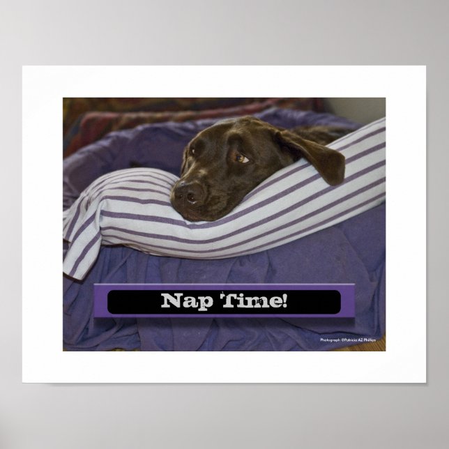 Labrador Retriever I Säng Poster (Framsidan)