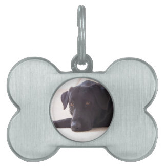 labrador retriever ID-bricka husdjur