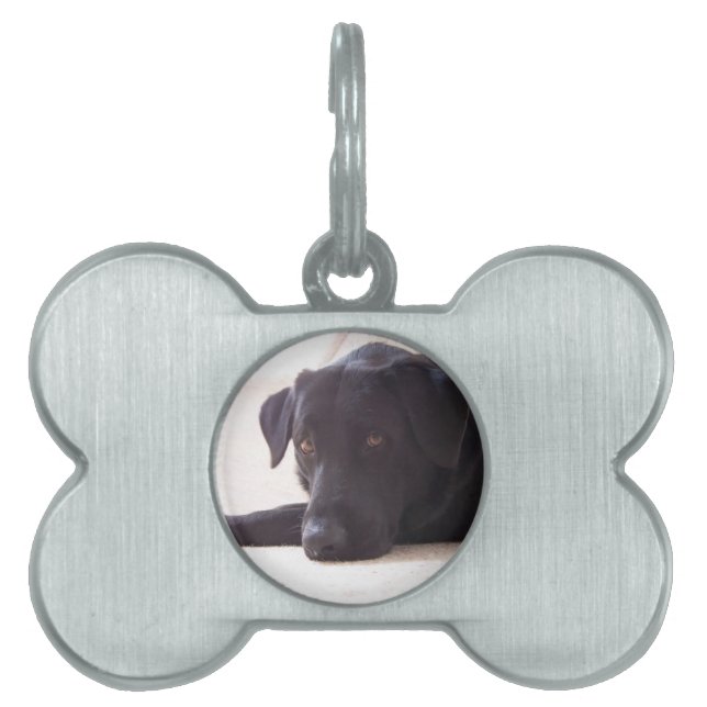 labrador retriever ID-bricka husdjur (Framsidan)
