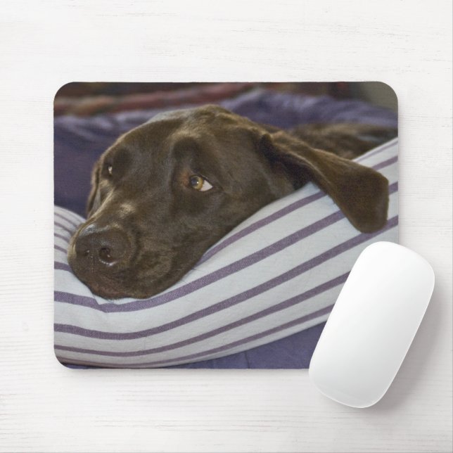 Labrador Retriever in bed Musmatta (Med mus)