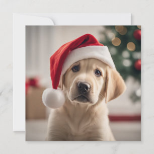 Labrador Retriever jul