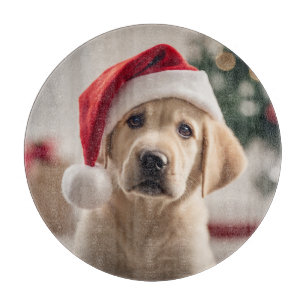 Labrador Retriever jul