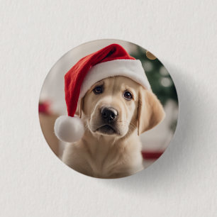 Labrador Retriever jul Knapp
