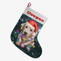 Labrador Retriever jul
