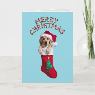 Labrador Retriever - julstock Kort